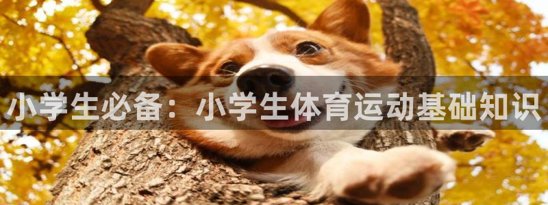 凯发官方正版app五金厂：小学生必备：小学生体育运动基础知识